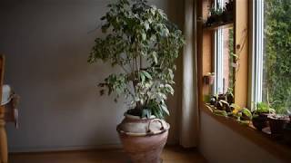 How I take care of plant Ficus benjamina [upl. by Eissehc]