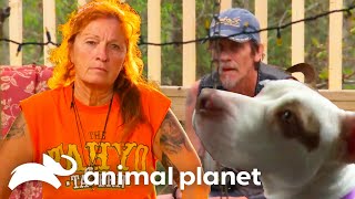 Home Visit with Potential Adopters Raises Several Red Flags  Pit Bulls and Parolees  Animal Planet [upl. by Adnilema]