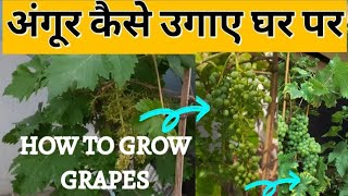 अंगूर उगाए घर पर🍇 Grow grapes at Home Angoor care अंगूर केयर 🍇 gardening organic election [upl. by Artemis102]