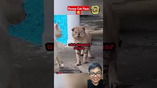 Funny Cat Face 🤣 cat catlover kucinglucu kucing shrots [upl. by Aidroc704]