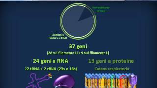 Biologia 21  Fisiologia del genoma umano [upl. by Ivanah]