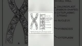 Thallus structure of spirogyra [upl. by Notelrac]