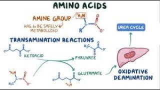 Metabolism of amino acids I [upl. by Otreblig43]