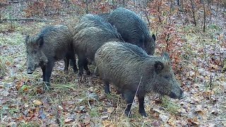 Zum ersten mal erscheinen meine Wildschweine auch am Tage [upl. by Hilten418]