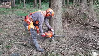 Husqvarna 560XP Chainsaw Tree felling in summer at 35 °C [upl. by Arnelle]