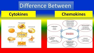 Difference Between Cytokines and Chemokines [upl. by Web]