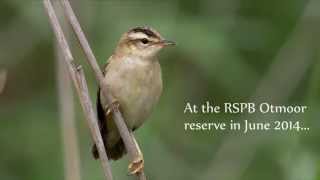 Sedge Warbler Master Mimic [upl. by Geoffrey]