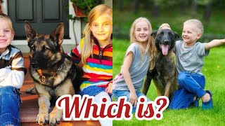 Belgian Malinois vs German Shepherd Which is the PERFECT Family Dog [upl. by Azelea971]