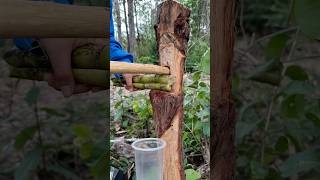 Survival Skills make wooden sugarcane crusher skills survival camping bushcraft outdoor [upl. by Asuncion]