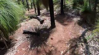 241027 MTB Jarrahdale Fox to YBR [upl. by Grissom251]