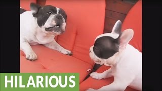 Hilarious French Bulldog barking compilation [upl. by Ennaitsirhc409]