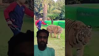 tiger animals youtubeshorts lion 🤭🤭🤭 [upl. by Ellebanna983]