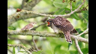 Cuckoo  Koekoek  Rotterdam  2024 [upl. by Margette]