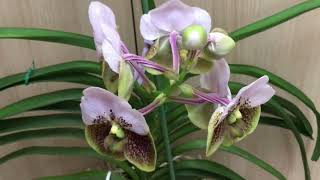 Orchid Vanda Sanderiana [upl. by Gati]