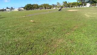 Big Iguana running faster then usain bolt [upl. by Letnahs507]