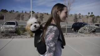 The Best Backpack Dog Carrier in the World  K9 Sport Sack  Pet Carrier [upl. by Ytirahc531]