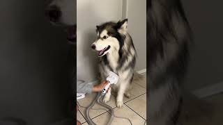 How to groom a huskyoneisall petgrooming [upl. by Yahsram81]