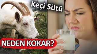 Keçi Sütü KOKAR MI NEDEN [upl. by Nowyt]