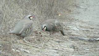 Chukar  Alectoris chukar Arevik National Park Armenia [upl. by Finegan922]