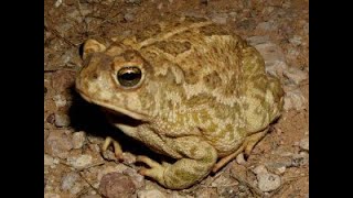 Great Plains Toad Anaxyrus cognatus Mating Call [upl. by Kallista]