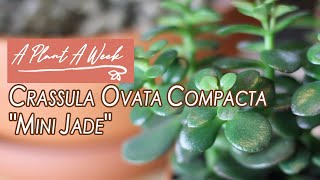 Crassula ovata compacta quotMini Jadequot Care  A Plant A Week [upl. by Atrahc]