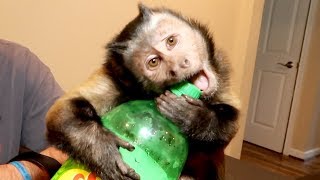 Capuchin Monkey Foraging SUPER CHALLENGE [upl. by Aissat]