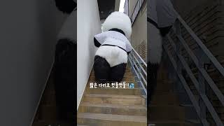 머리가 너무 커서 슬픈 팬더의 출근길 브이로그 🐼 [upl. by Llertnauq]