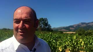 How does Chilean Carignan and Priorat taste Winemaker interview with Fernando Almeda [upl. by Cynthea554]