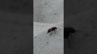 Velvet Ant leaves tiny tracks in the sand [upl. by Zsazsa]