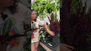 Calathea Care Tips [upl. by Neggem400]