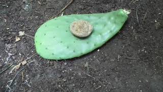 How to Plant Opuntia Cactus so It wont Rot Comparing Techniques [upl. by Antony]