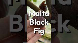 Malta Black Fig [upl. by Gasparo619]