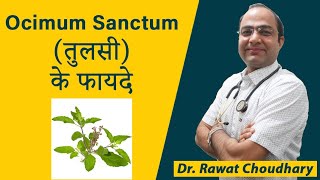 तुलसी Ocimum Sanctum as a Immunity Booster [upl. by Milt308]