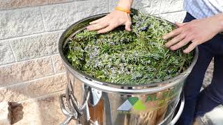 Make Rosemary Dipping Oil Tasty Rosemary Oil How to Make Rosemary Infused Oil Rosemary Oil [upl. by Panter]