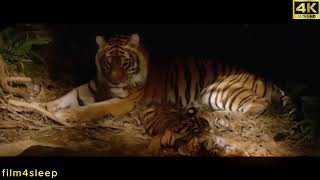 The friendship between a TIGER and a BOY recap [upl. by Strang]