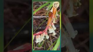 Enchanting Necklace Heath Blooms in Sydney’s Bushland  Dharug Country [upl. by Petulia]