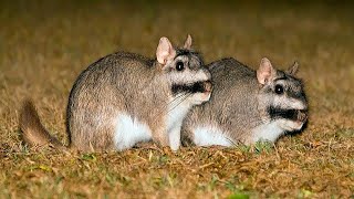 Un TIRO una VIZCACHA Caza Nocturna Vamos al Campo [upl. by Idnic]