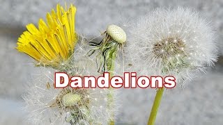 Dandelion Plant 🌿 Taraxacum Officinale 🌿 Fruit amp Flower 8 [upl. by Auos]