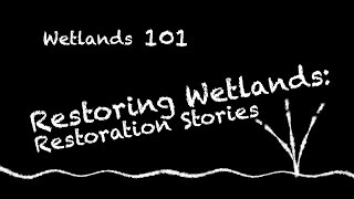 Wetlands 101  Restoring Wetlands Part 2 Restoration Stories [upl. by Gerrie]