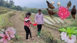 planting corn for the second time taking care of the mother buffalo [upl. by Anidan]