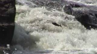 Fly Fishing  Penobscot River Salmon Jumping [upl. by Ayerdna874]