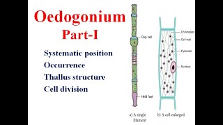 Oedogonium Part I Thallus Cell division [upl. by Aihsatsan764]