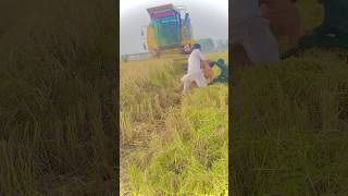 FRONT ￼￼￼￼￼￼￼￼😭😢🫢 viralchallenge MOUNTED HARVESTING MACHINE ON MAN shorts trending viralvideo [upl. by Olethea]