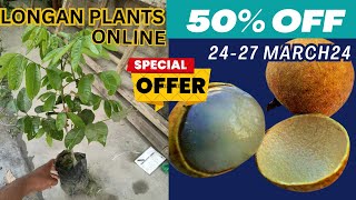 Longan fruits plants grafted  Nursery walla  best online fruit plant nursery [upl. by Gypsy]