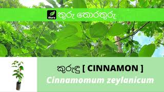 තුරු තොරතුරු 10 කුරුඳු  Cinnamon  Cinnamomum zeylanicum [upl. by Katrinka]