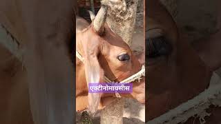 Actinomyces disease shortvideo trending RangrezzDairyfarm AnimalHT2721 animallover 👑🌺🌺💉🩺 [upl. by Aryamo382]