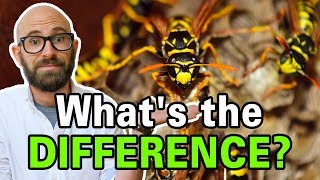 What is the Difference Between Bees Wasps and Hornets [upl. by Nref578]