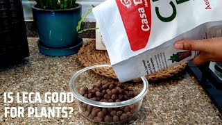 How to Use LECA  LECA in Gardening [upl. by Anirb892]