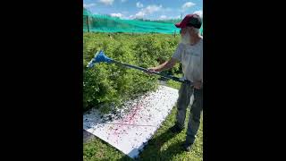 Using battery powered olive harvester on HaskapHoneyberry bushes [upl. by Aranaj528]