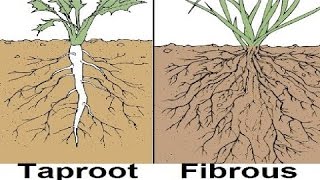 Types of Root System IMPROVED SOUND [upl. by Aidroc]